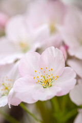 Naklejka na ściany i meble Tender flowers of blooming sakura closeup with selective focus.
