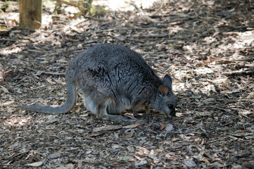 the tammar wallaby has a joey in her pouch