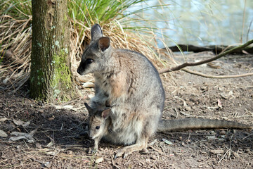 The tammar wallaby has a joey in her pouch with its head sticking out