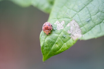 Fototapeta premium ladybug in farm