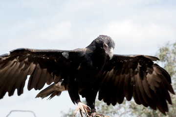 the wedge tailed eagle has spread its wings