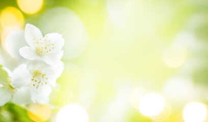 Spring card. Frame of blooming jasmine flowers, golden bokeh lights, sun glare Copy space Soft focus