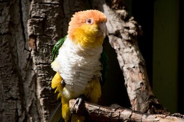 the white bellied caique is perched on a tree