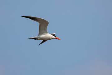 A Caspian tern. the world's largest tern, glides through the air