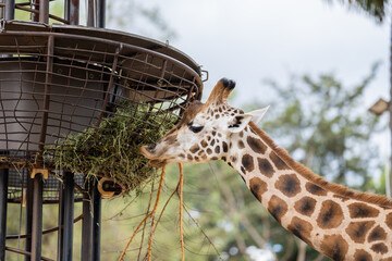 Giraffe eating grass and leaves. Giraffe looking in a zoo. Tall giraffe