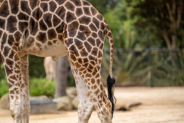Giraffe eating grass and leaves. Giraffe looking in a zoo. Tall giraffe