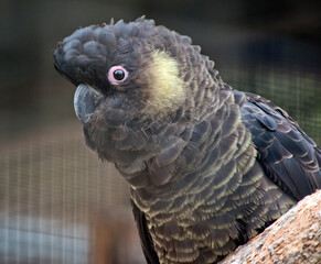 this is a close up of a yellow tailed cockatoo