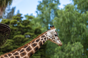 Giraffe eating grass and leaves. Giraffe looking in a zoo. Tall giraffe