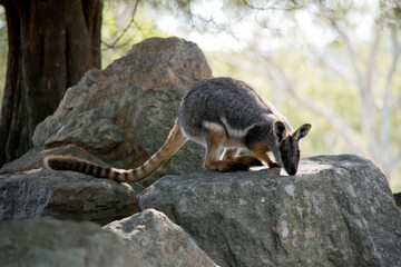 the yellow footed rock wallaby is standing on top  rocks