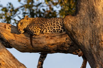 leopard in tree © Daniel
