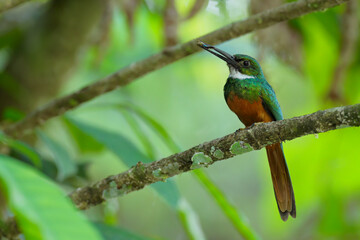 Rufous-tailed Jacamar