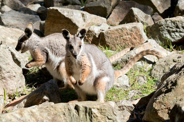 the yellow footed rock wallaby is is an Australian marsupial - obrazy, fototapety, plakaty