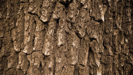 Tree bark texture stock photo