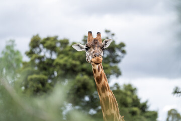 Giraffe eating grass and leaves. Giraffe looking in a zoo. Tall giraffe