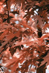 Red autumn maple leaves on branches, background