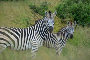 Fototapeta na wymiar African Zebras