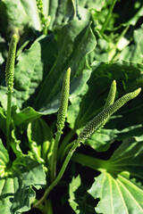 Green psyllium leaves close up, top view