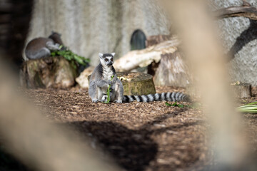 Lemurs from madagascar, In a zoo. madagascar Sitting eating 