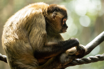 Monkeys on ropes at a zoo 