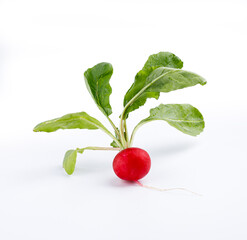 red radish isolated on white
