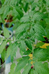 Tomato sprouts