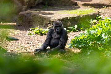 Monkeys on ropes at a zoo 