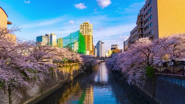 目黒川-桜