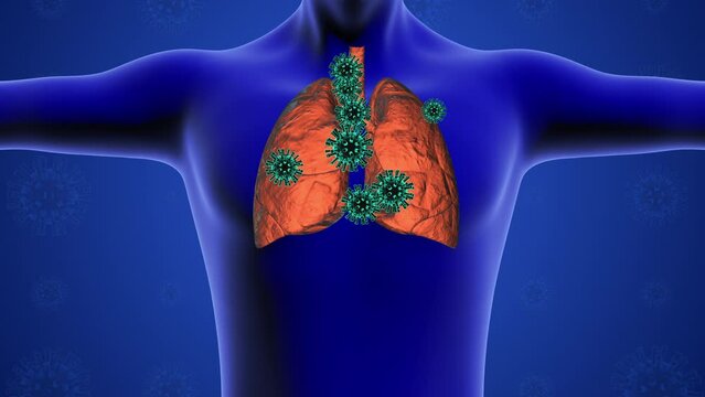Coronavirus infection in human lungs
