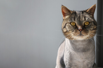 Funny cat of British breed sits on a windowsill behind a curtain