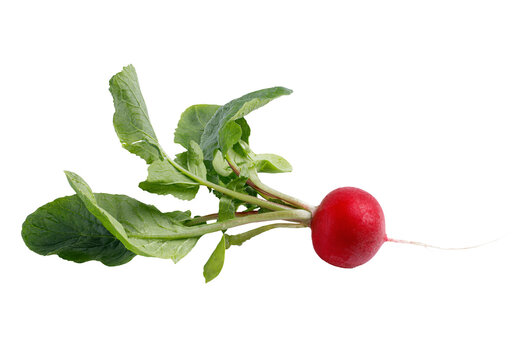 radish isolated png