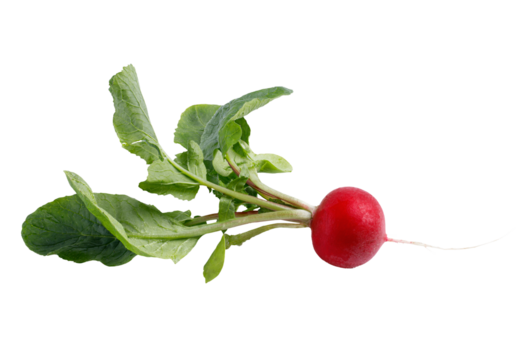 radish isolated png