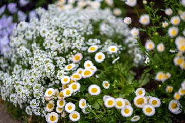 港の見える丘公園に咲く白い花