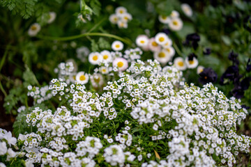 港の見える丘公園に咲く白い花