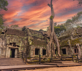 Stunning evening view of the Ta Prohm temple with a big old trees overgrowing the ruins