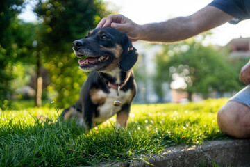 Man and mixed breed dog enjoy in the park.