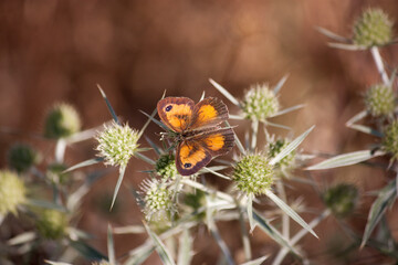 Mariposa naranja