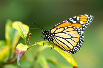 Butterfly on a leaf in the jungle in Australia 