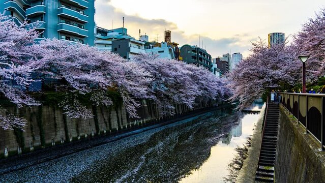 目黒川-桜