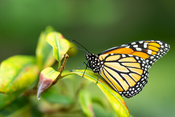 Butterfly on a leaf in the jungle in Australia 