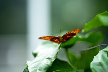 Butterfly on a leaf in the jungle in Australia 