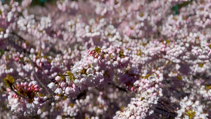 Spring Cherry Blossoms in Vancouver, Canada Springtime at Stanley Park, David Lam and Van Dusen Gardens - obrazy, fototapety, plakaty