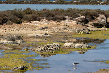 Les salins de Villeroy à Sète dans le département de l'Hérault - Région Occitanie