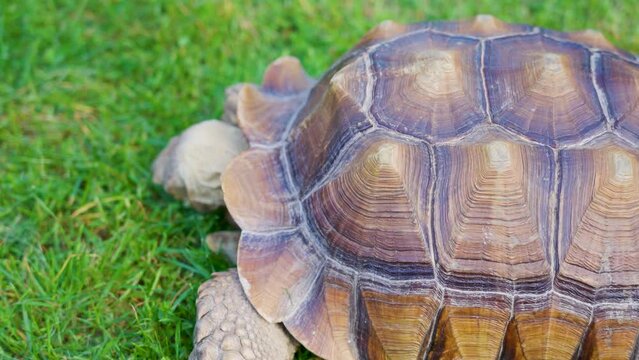 A turtle eats grass , close-up