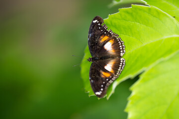 Butterfly on a leaf in the jungle in Australia 