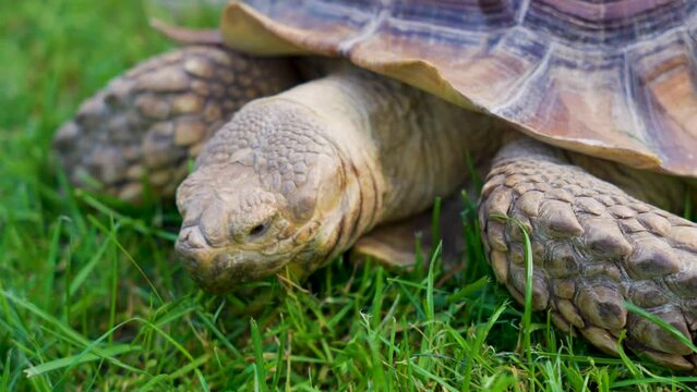 A turtle eats grass , close-up