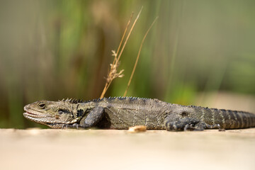 Tasmanian blue tongue lizard close up on hike