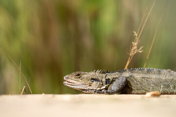 Tasmanian blue tongue lizard close up on hike