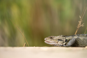 Tasmanian blue tongue lizard close up on hike