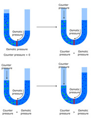 osmotic pressure osmosis reverse counter solute solvent solution manometer semi permeable membrane physical chemistry physics water purification technology