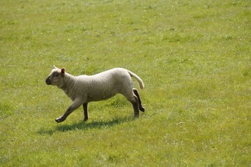 Obraz premium Agneau